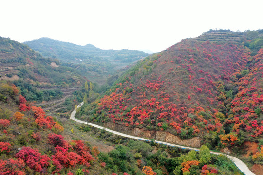 红叶满山