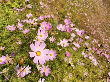 鲜花山坡菊花