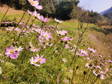 鲜花山坡菊花