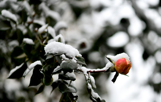 雪中玫瑰