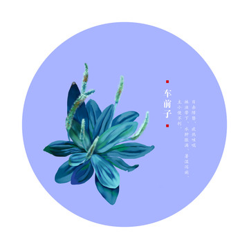 車前子