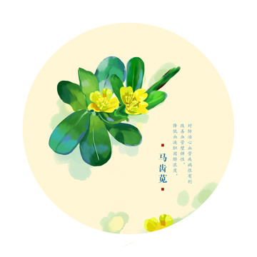 馬齒莧