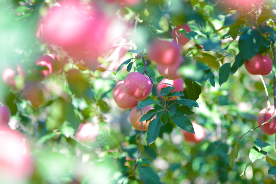 苹果园树上的红苹果