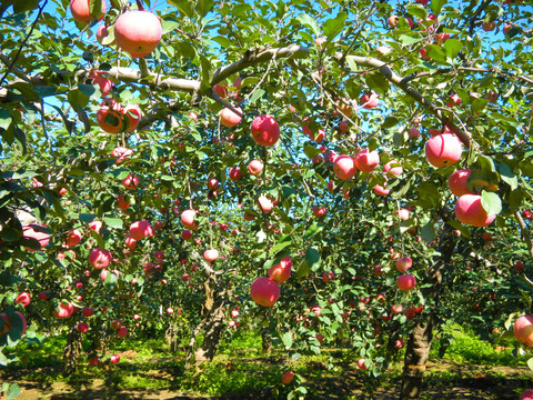 苹果园树上的红苹果