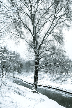 黑白冬季树林
