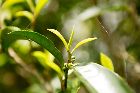 西双版纳贺开茶王树