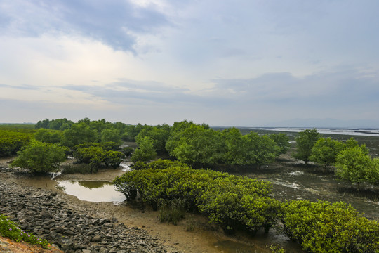 红树林