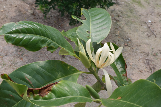 白兰花缅桂花