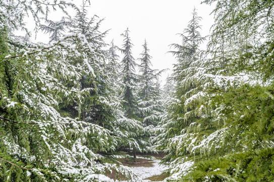 雪松