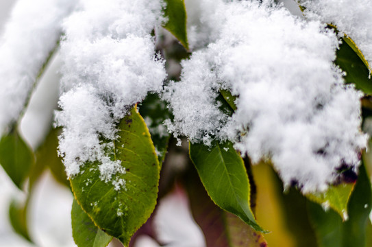 枝叶积雪