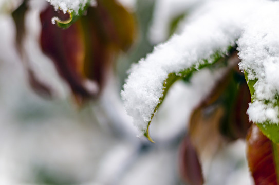 枝叶积雪