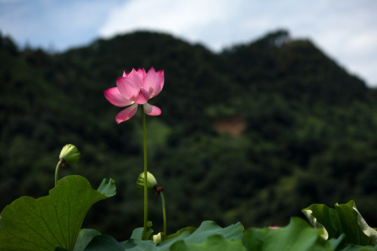 荷花