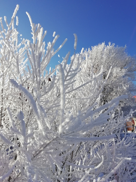 雪树