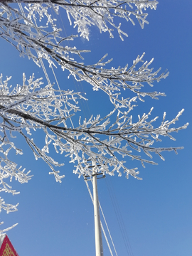 雪树