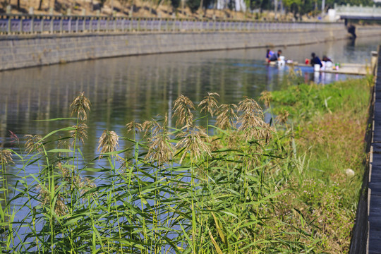 东新河