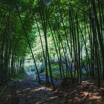 张家岭古道