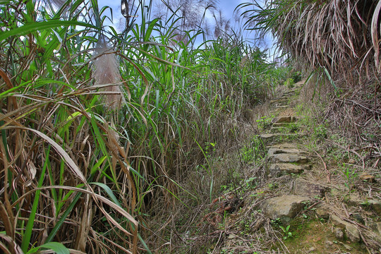 菩提岭古道