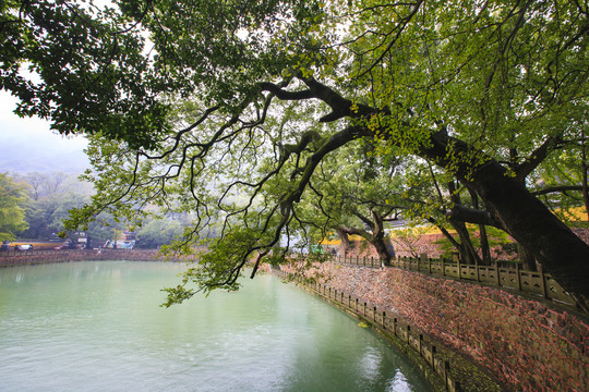 天童寺放生池