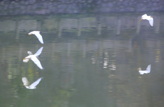 天童寺放生池