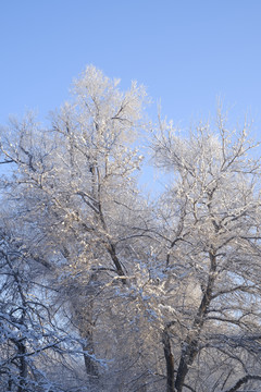 雪淞