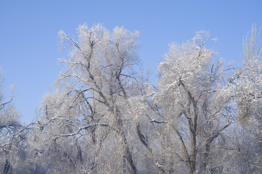 雪淞