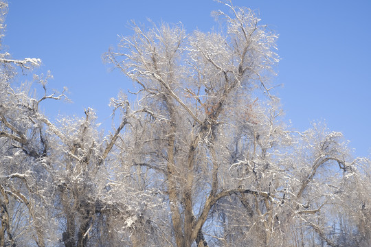 雪淞