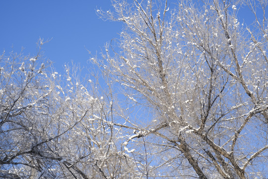 冬雪