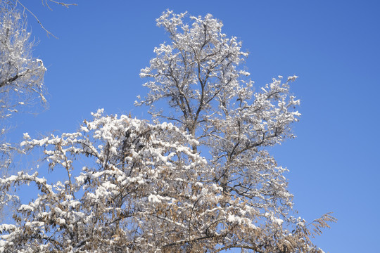 冬雪