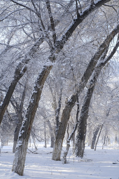 雪林