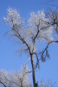 雪景