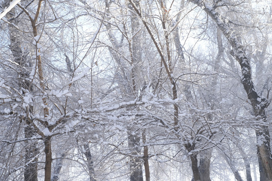 雪景