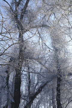 雪景