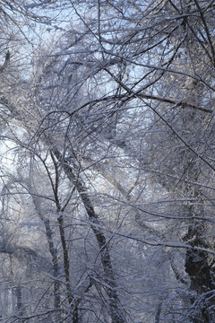 雪景