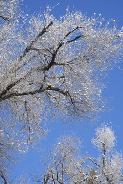 雪景