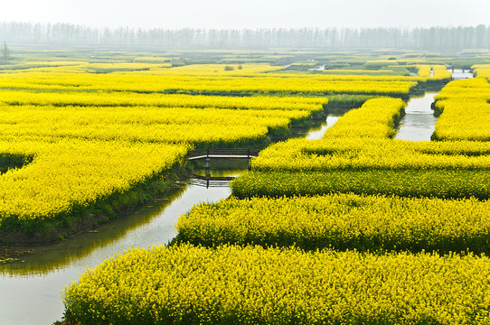 千垛油菜花