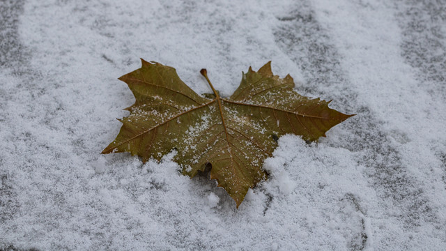 雪地上一片法桐落叶