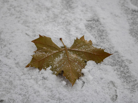 雪中一片黄树叶