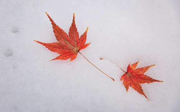 两片红色枫叶在洁白的雪地上