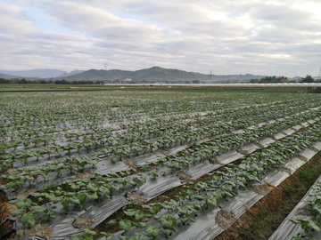 秋癸蔬菜基地