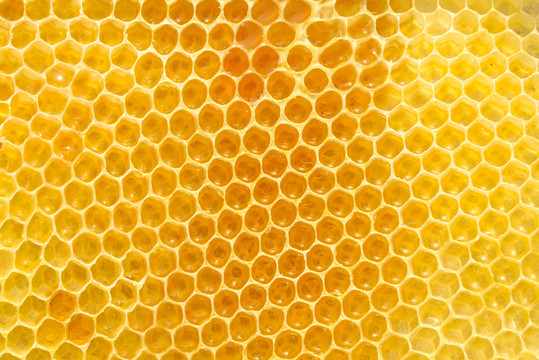 蜜蜂蜂巢蜂蜜