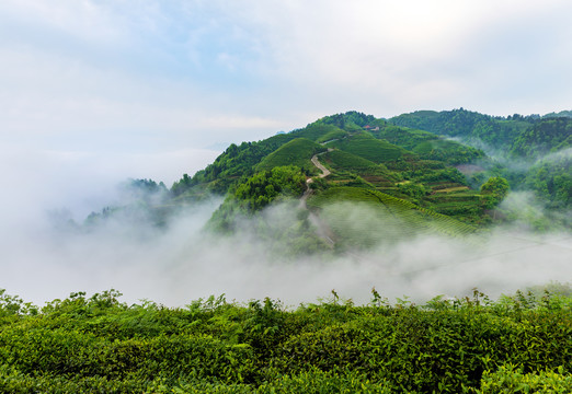 茶山云雾