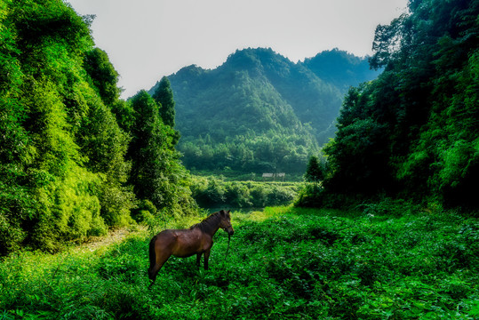 牧马青山绿水