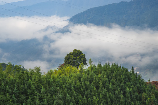 大山云雾