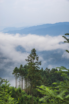 大山云雾