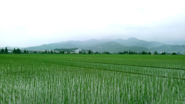 田园稻田风景