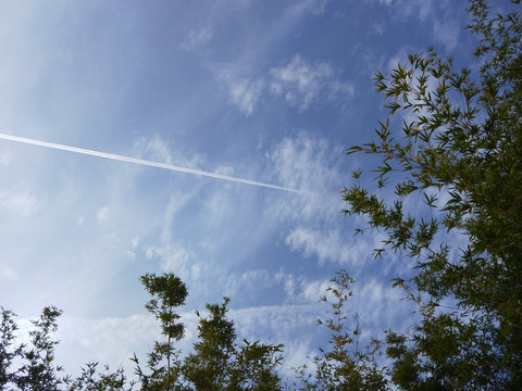 天空与树