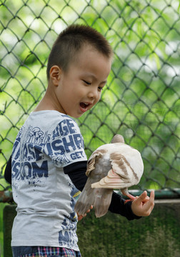 男孩与鸽子