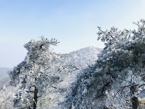 山顶雪松