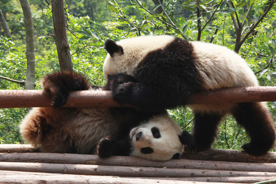 大熊猫20