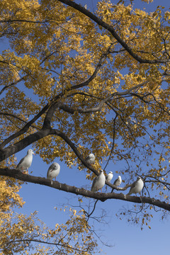 红嘴鸥栖息在朴树上